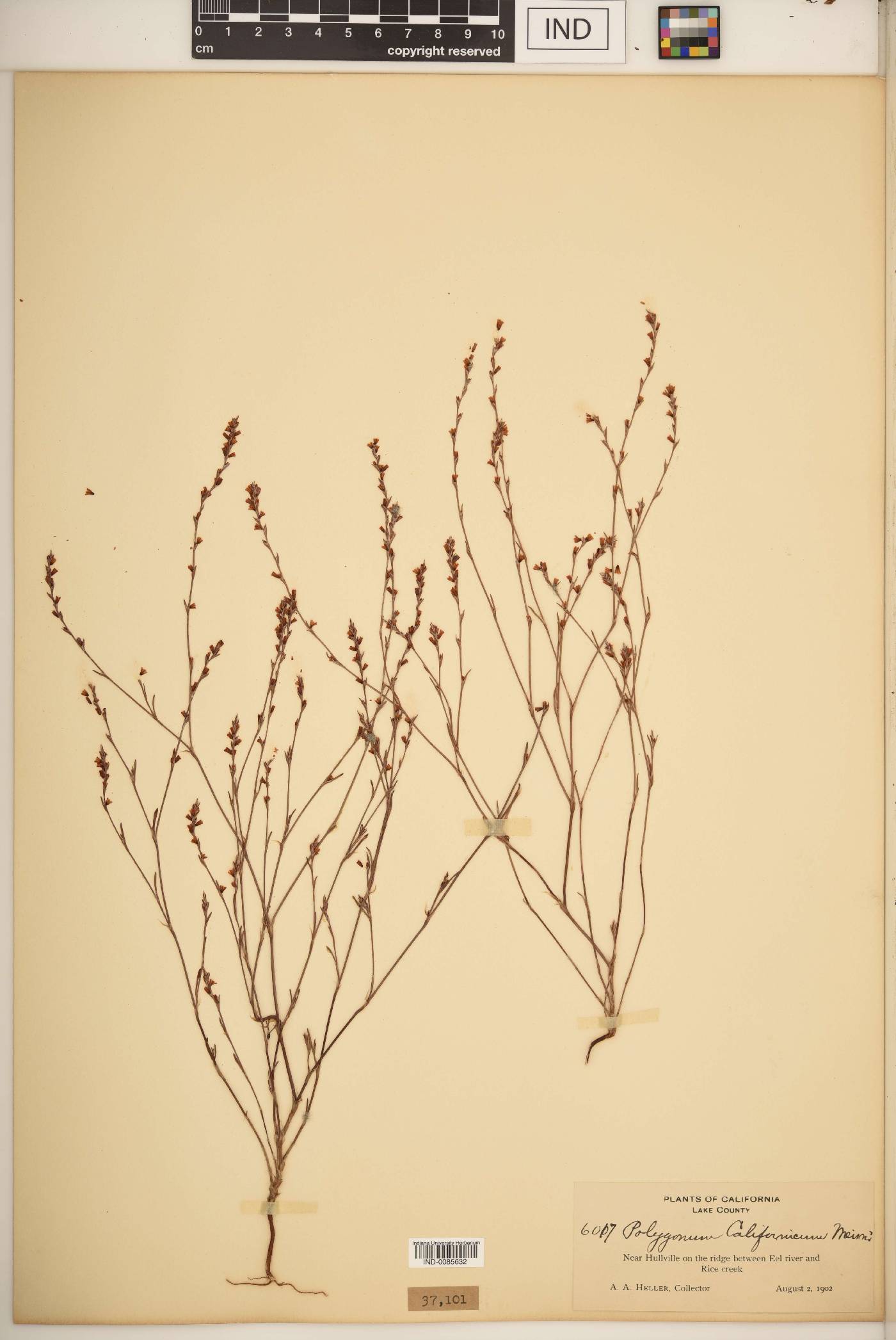 Polygonum californicum image