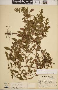 Polygonum erectum image