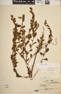 Polygonum erectum image