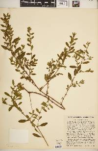 Polygonum erectum image