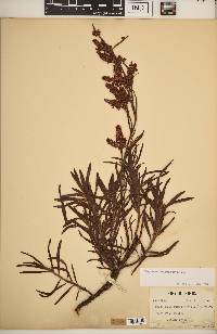 Polygonum fimbriatum image