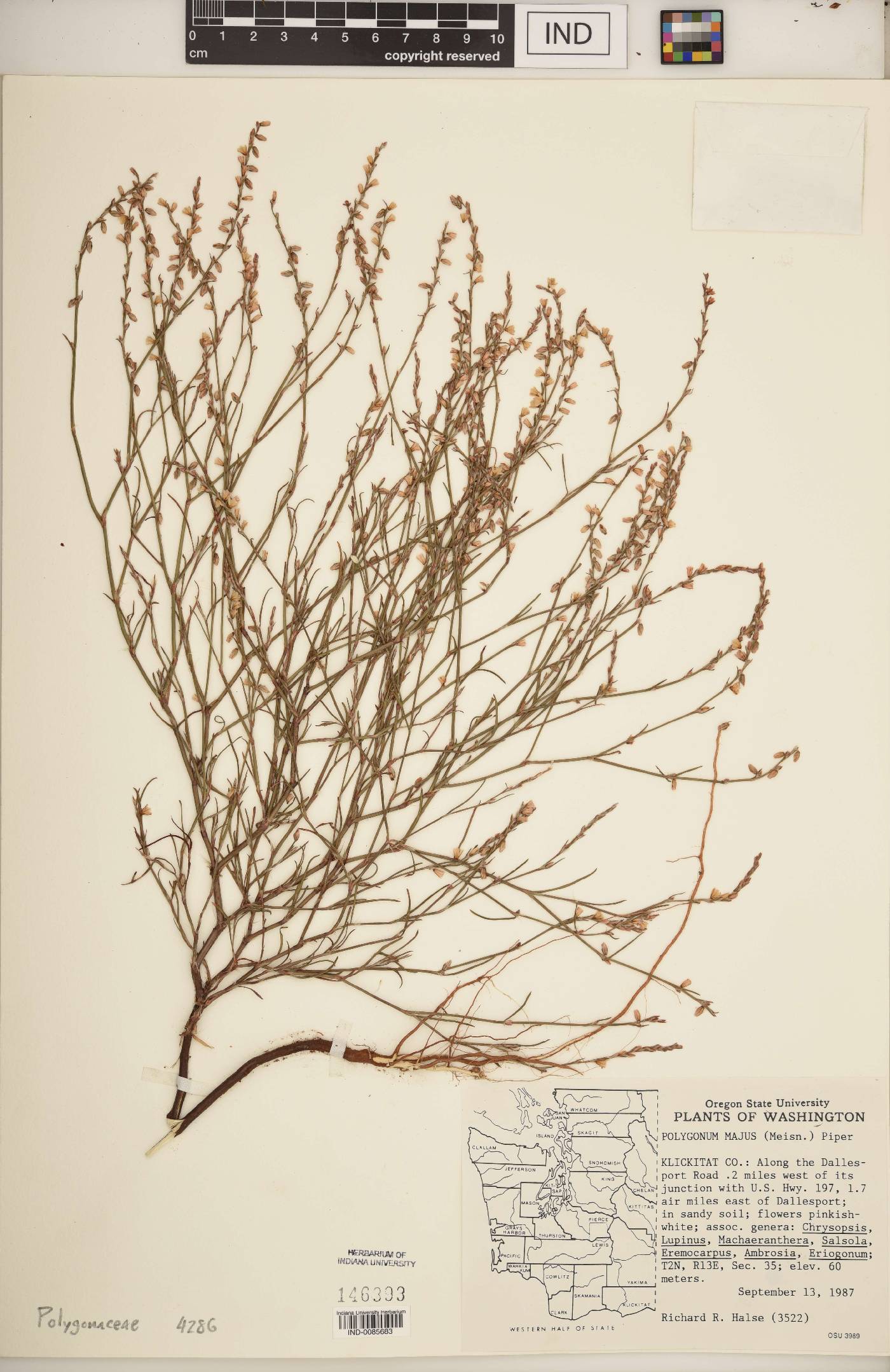 Polygonum majus image