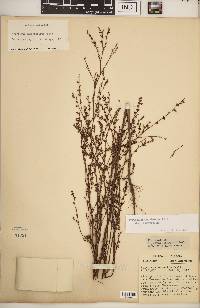 Polygonum ramosissimum image