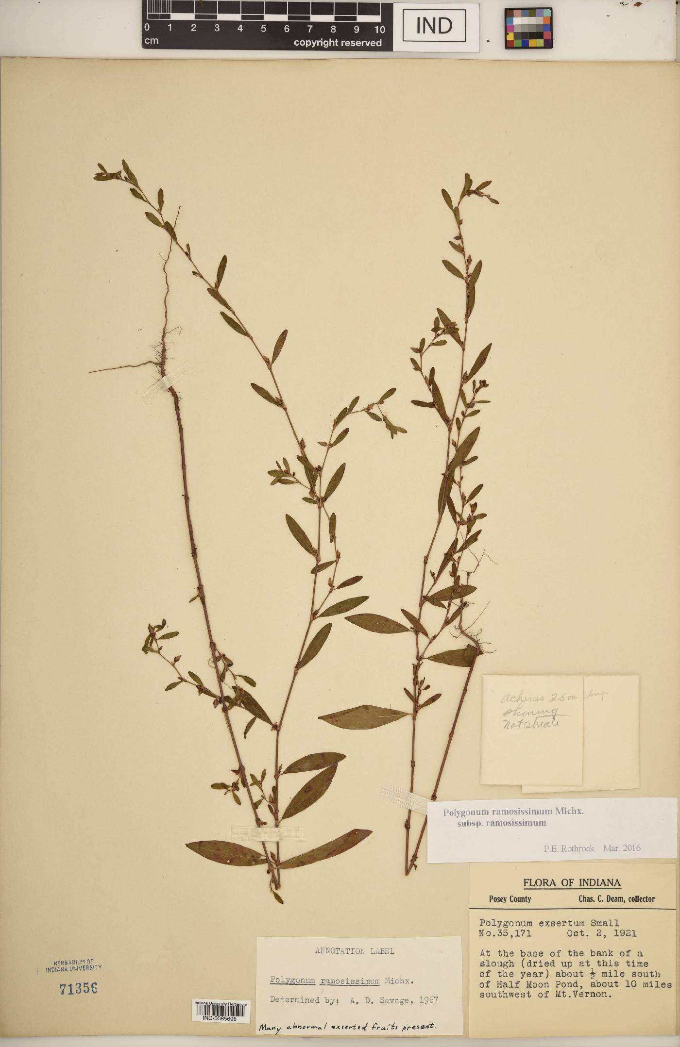 Polygonum ramosissimum subsp. ramosissimum image