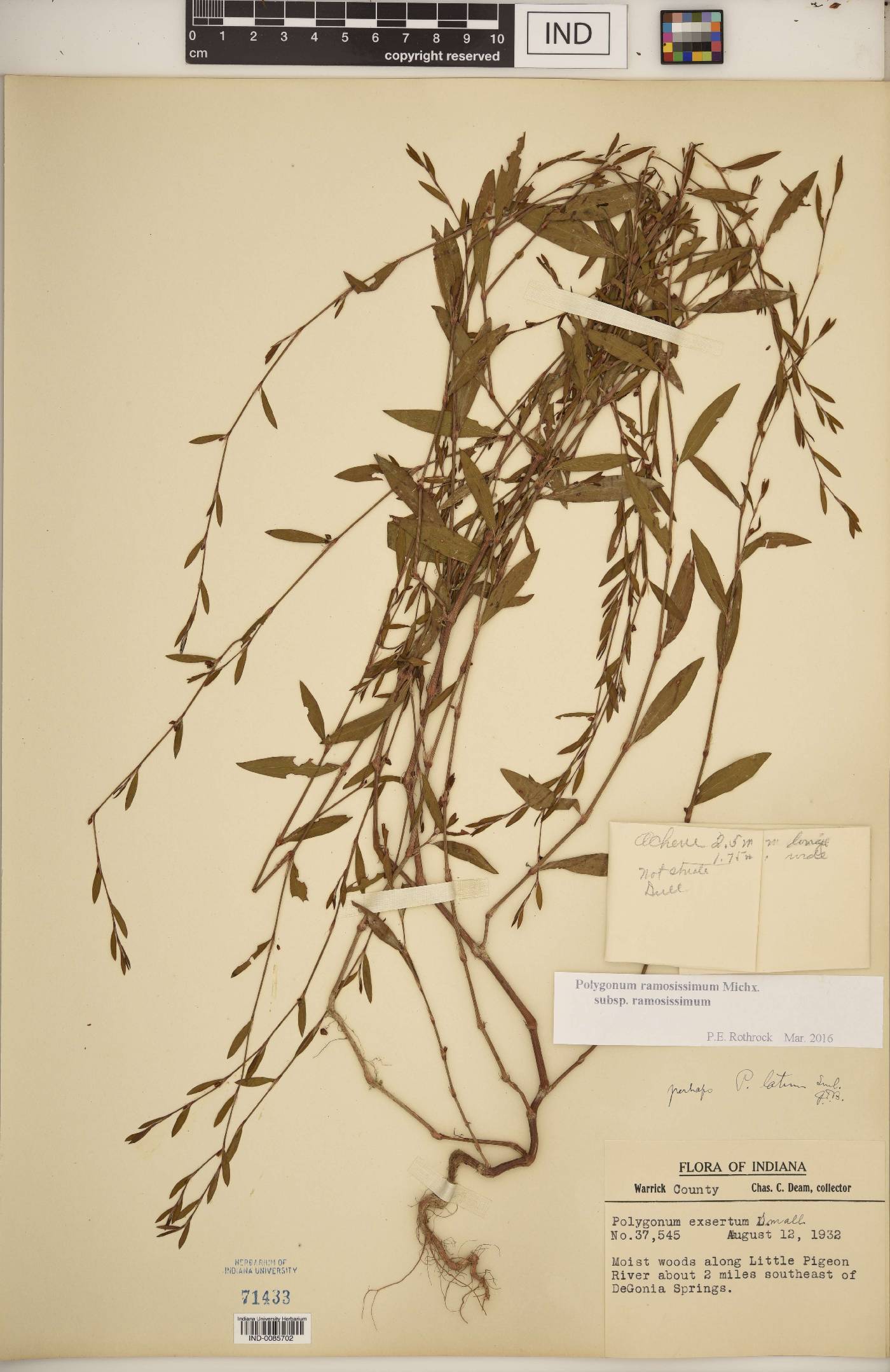 Polygonum ramosissimum subsp. ramosissimum image