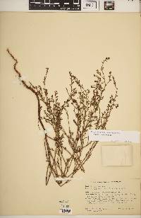 Polygonum ramosissimum image