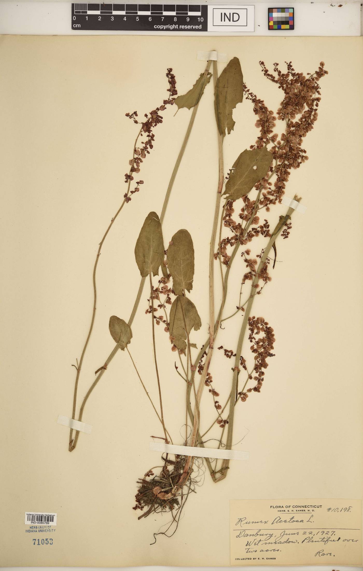 Rumex acetosa image