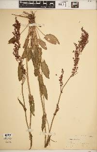 Rumex acetosa image