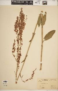 Rumex acetosa image