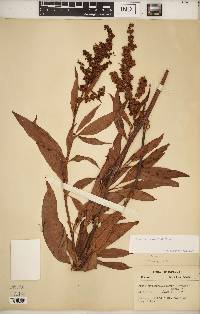 Rumex altissimus image