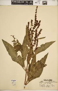 Rumex altissimus image