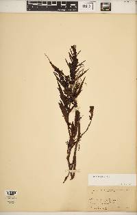 Rumex fueginus image