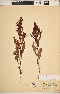 Rumex fueginus image