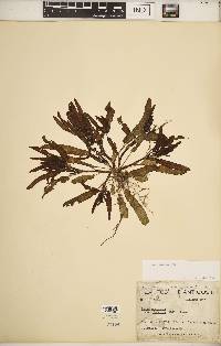 Rumex fueginus image