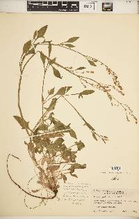 Rumex hastatulus image