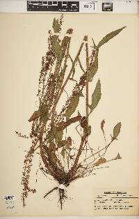 Rumex hastatulus image