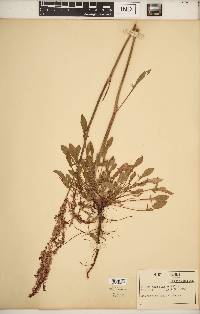 Rumex hastatulus image