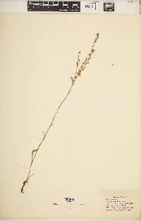 Rumex hastatulus image