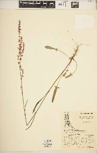 Rumex hastatulus image