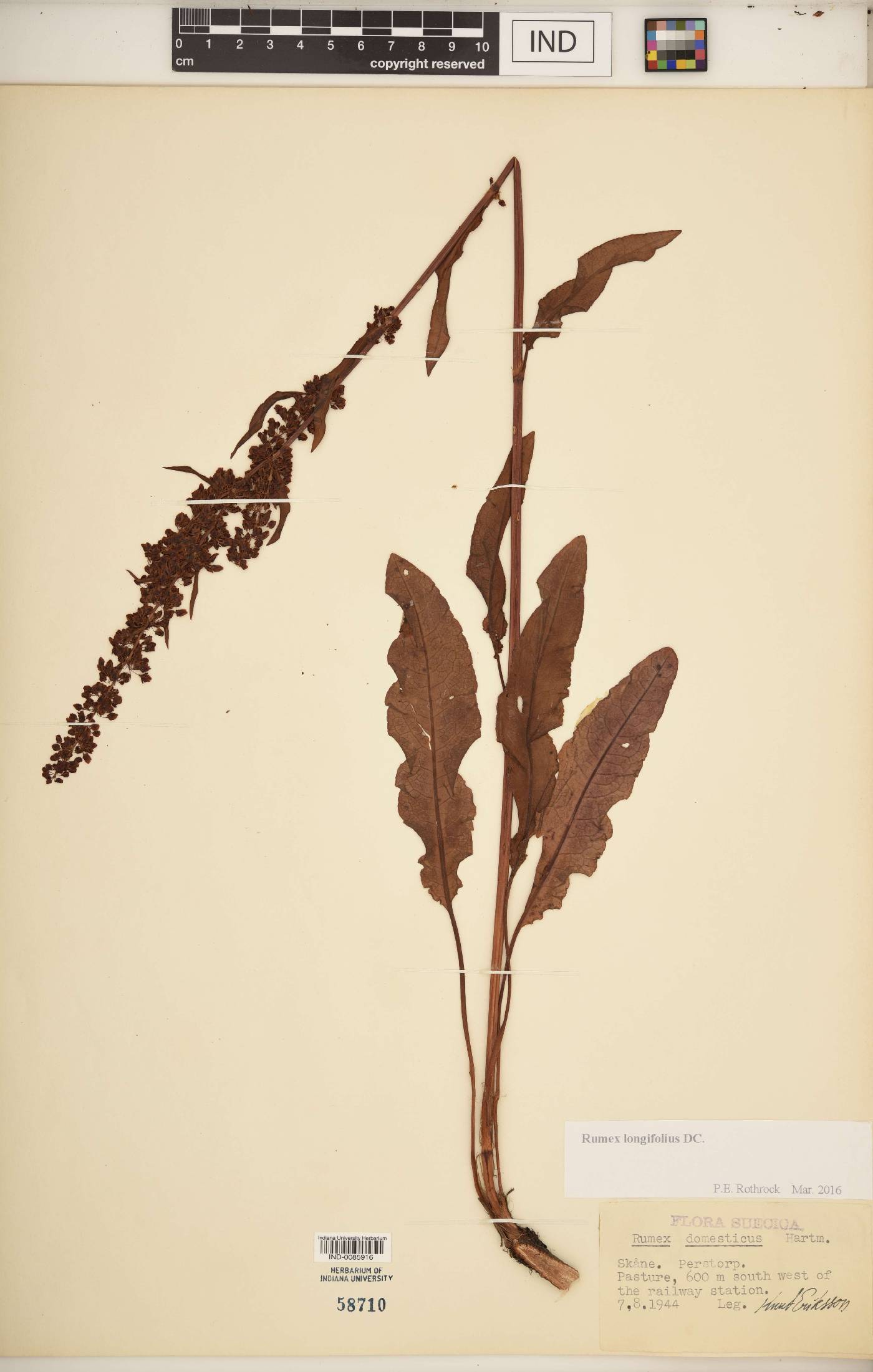 Rumex longifolius image