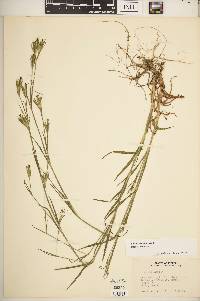 Dianthus armeria subsp. armeria image