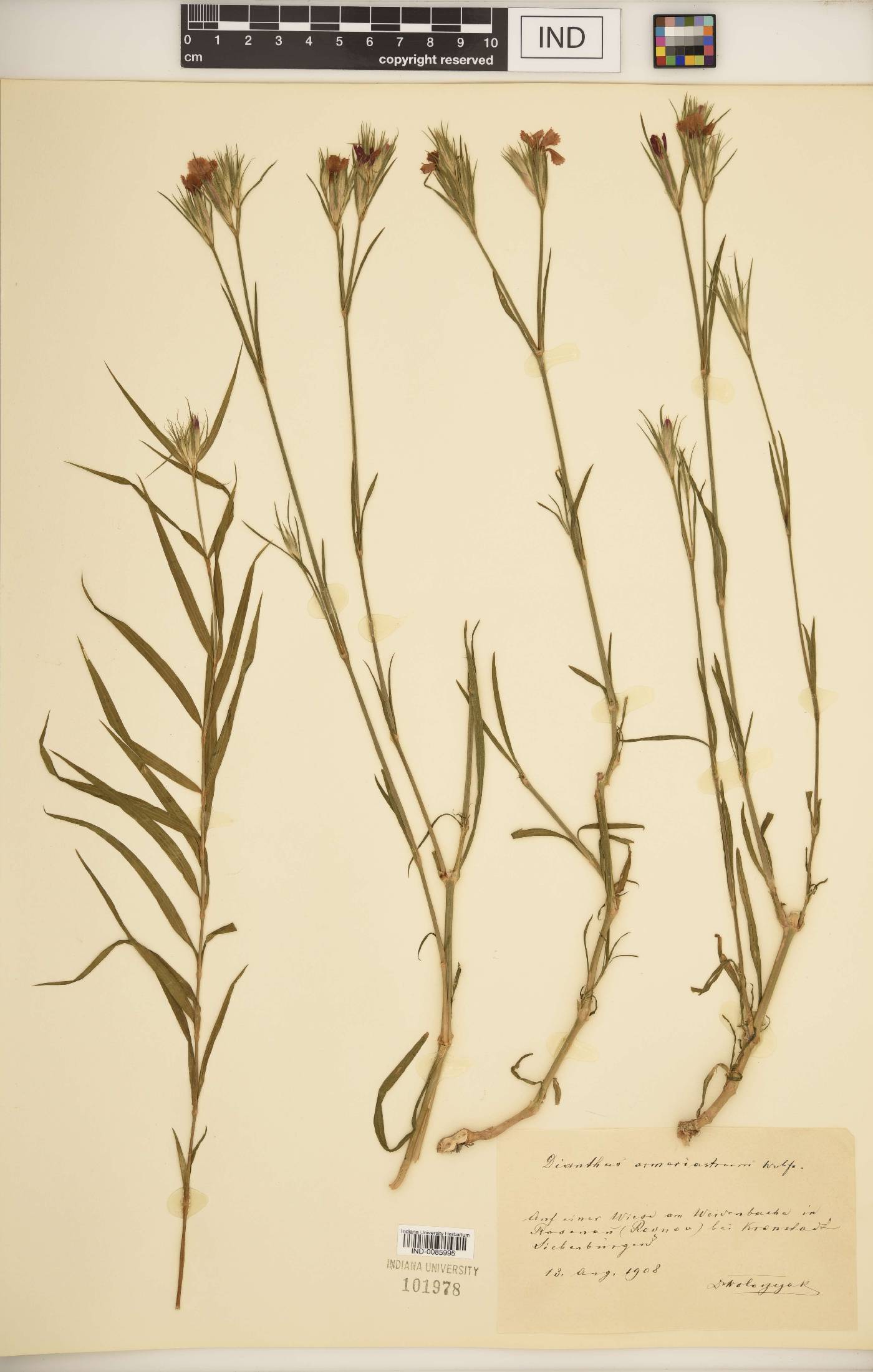 Dianthus armeriastrum image