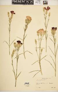 Dianthus caryophyllus image