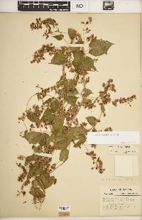 Fallopia scandens image