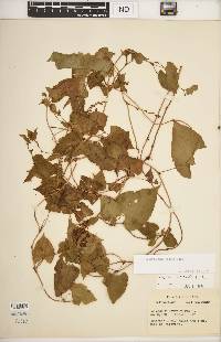 Fallopia scandens image