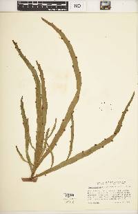 Homalocladium platycladum image