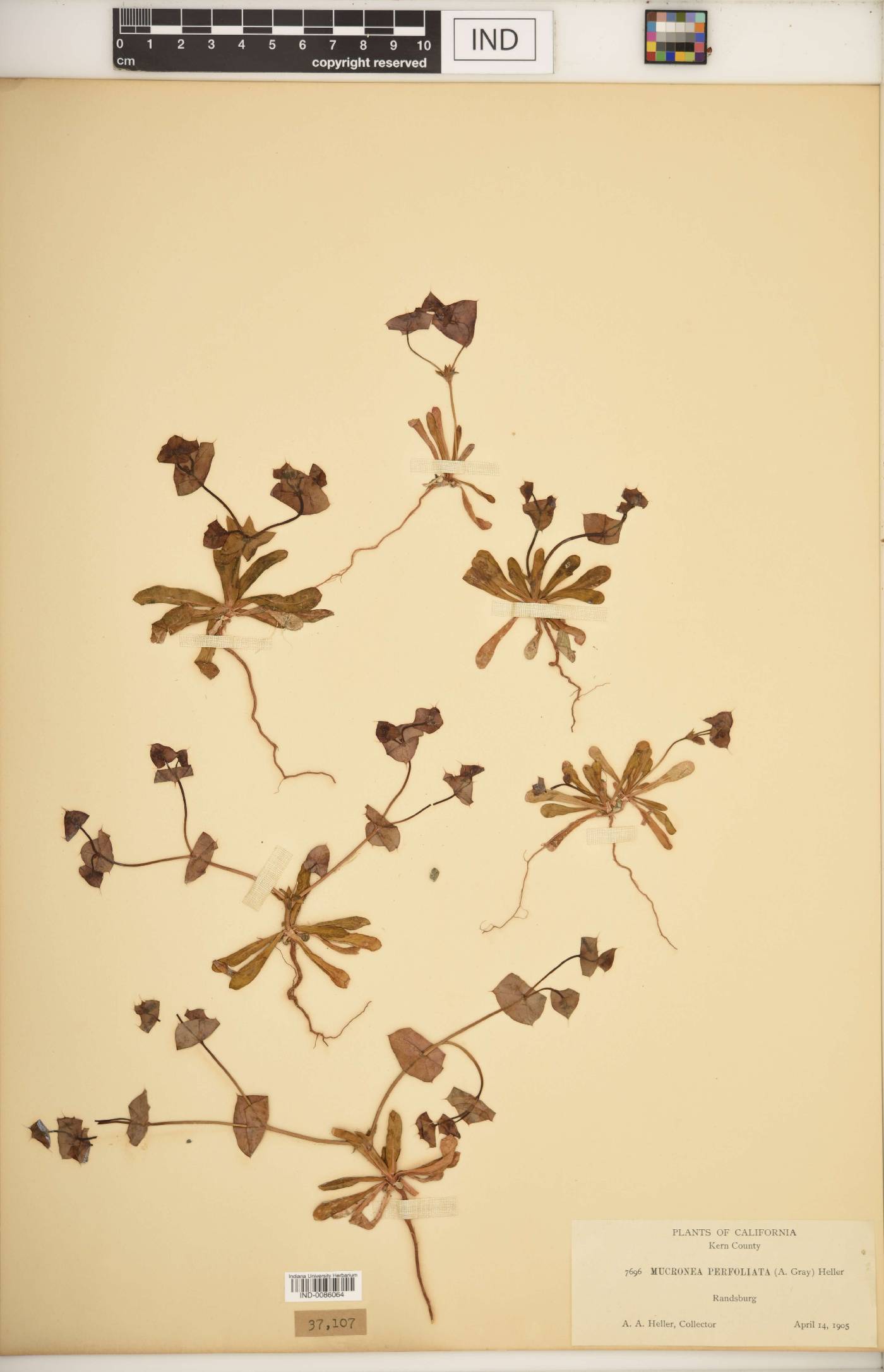 Mucronea perfoliata image