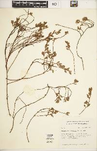 Muehlenbeckia volcanica image