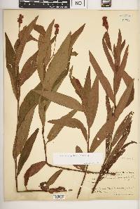 Persicaria tanaophylla image