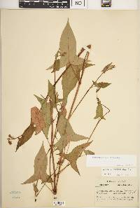 Persicaria arifolia image