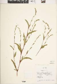 Persicaria hydropiper image