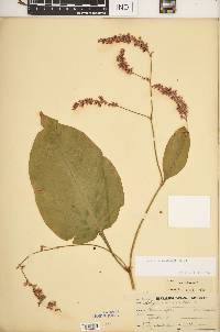 Persicaria orientalis image