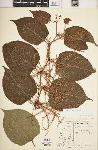 Reynoutria japonica image