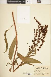 Rumex altissimus image