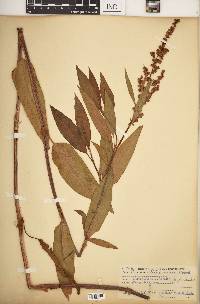 Rumex altissimus image