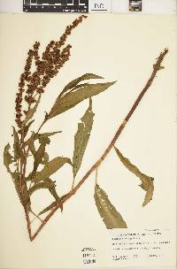 Rumex altissimus image