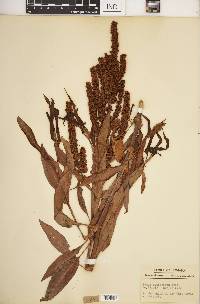 Rumex altissimus image