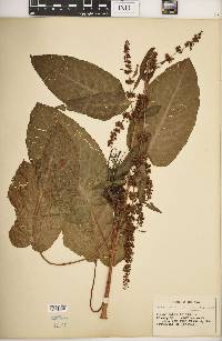 Rumex obtusifolius image