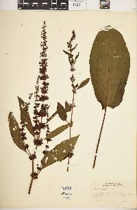 Rumex obtusifolius image