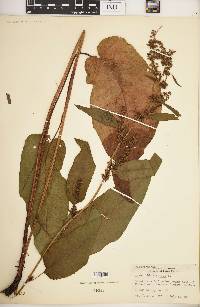 Rumex obtusifolius image