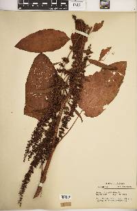 Rumex obtusifolius image