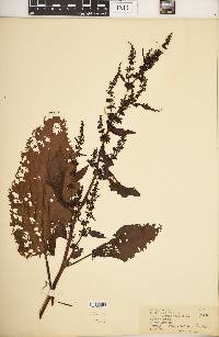 Rumex obtusifolius image