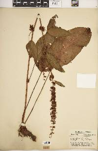 Rumex obtusifolius image