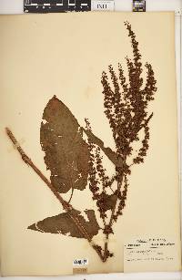 Rumex obtusifolius image