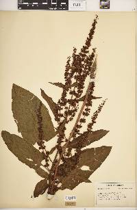 Rumex obtusifolius image