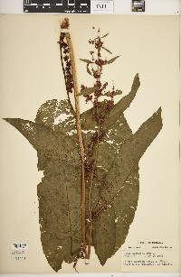 Rumex obtusifolius image